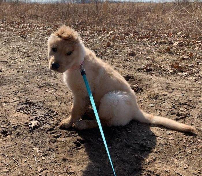 每天一个小造型,成功就是这么朴实无华_发型_耳朵_狗头