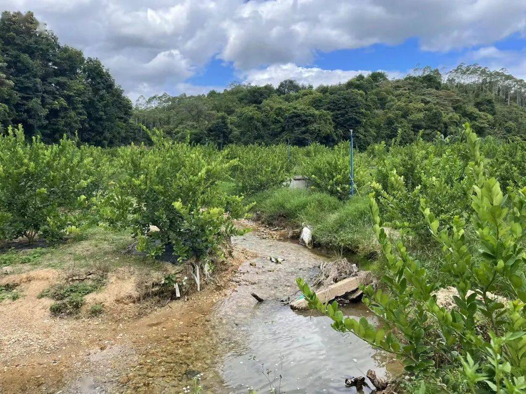 据悉,石简香水柠檬种植基地面积为100亩左右,种植约4000棵柠檬树,每棵