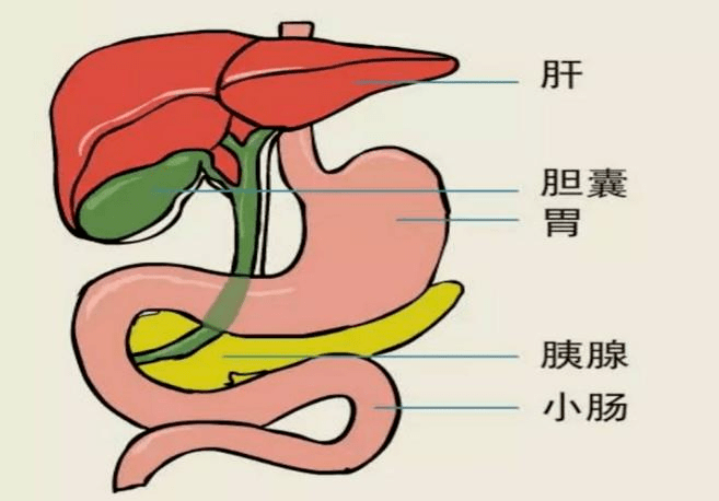 膽囊位於右上腹部肋骨下緣,肝臟後方的梨形囊袋構造,長8-12cm,寬3-5cm