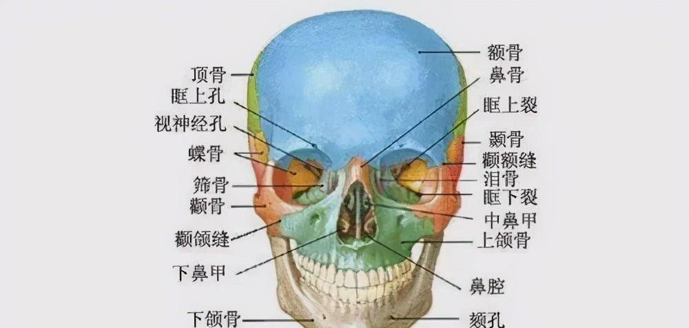 面部骨骼支撑图片