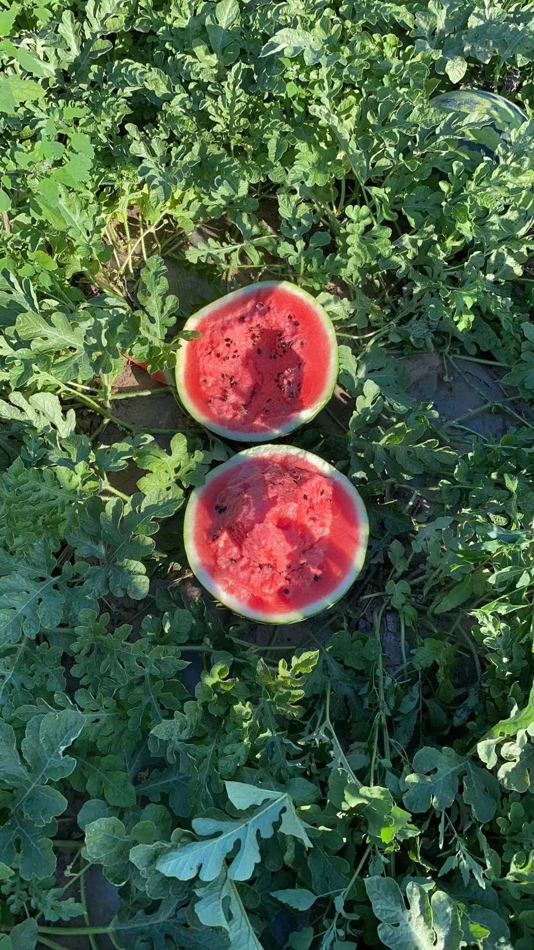 地雷西瓜产地是哪_种植_世雷_品种