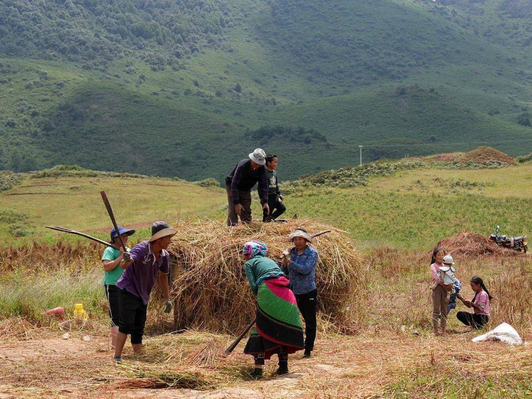 格萨拉彝族乡:又见荞麦熟,奏响丰收曲_麦穗_麦浪_@qq