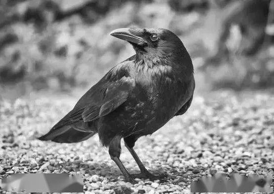 心理话 | 我真的真的很怕鸡---禽类恐惧症的噩梦!_鸟类_经历_动物