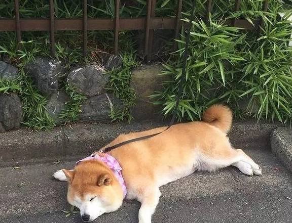 但是在以前柴犬都是作為獵犬飼養的,很難想象邁著小短腿的柴犬是怎麼