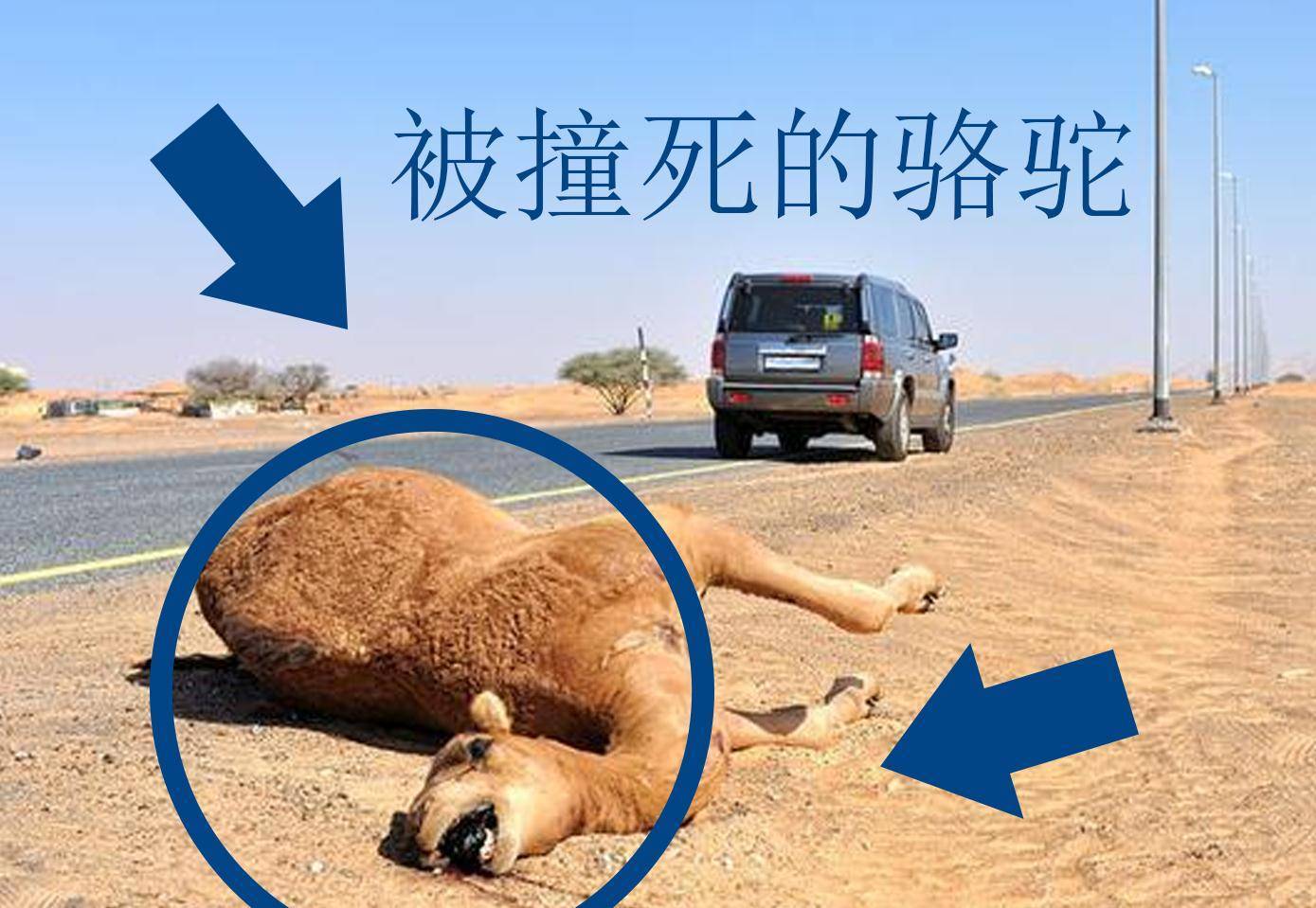 骆驼车祸图片
