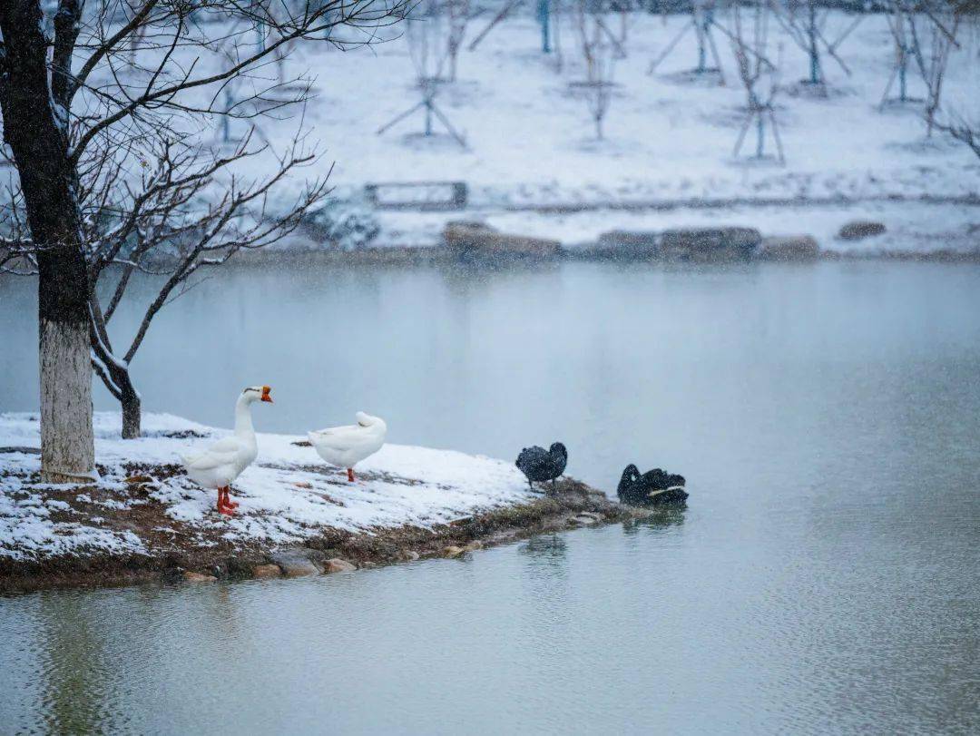 80幅作品入选,勾勒大美北化"新"颜值_玉屏_张君恺_三等奖