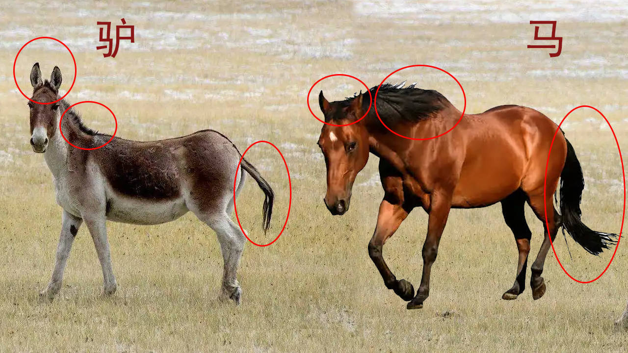 其实区分驴跟马也挺简单的,最简单的方式就是看耳朵,尾巴和鬣鬃.
