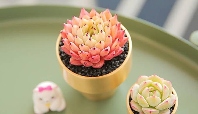 多肉上色要靠紫外线,隔着玻璃,肉肉能上色吗?