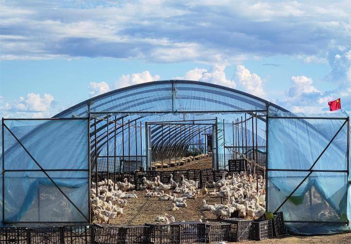 同江市银川乡"四个体系"助力"大湾生态养殖区"建设发展