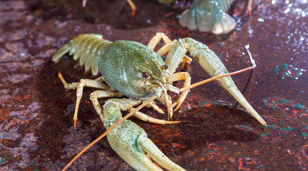 我養過這3種漂亮的小龍蝦,其實不難養_水族寵物_魚缸_品種