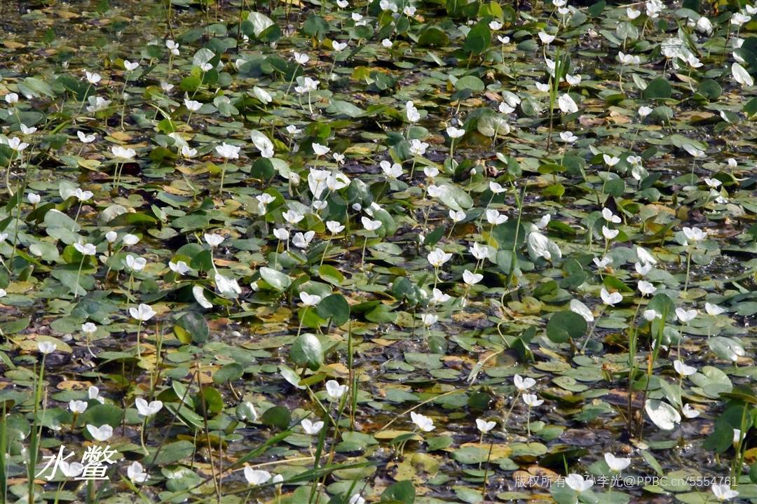 《诗经》里的植物辨识(五十七"予以采苹"采的不是苹_浮萍_水鳖_白花