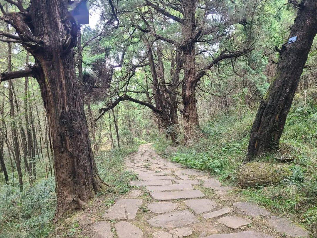 先秦古蜀道原生態,從未人為開發三千多年的如今古樹參天形成非常壯觀