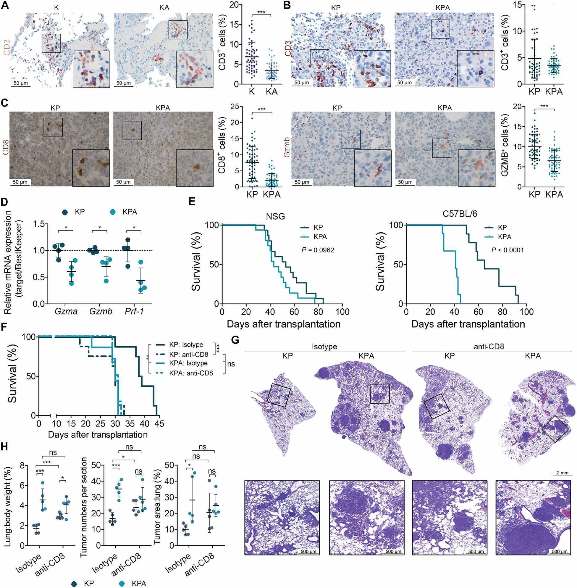 cd8 t细胞的肿瘤逃逸(a)k和ka小鼠肺组织的cd3染色的免疫组化样本图像