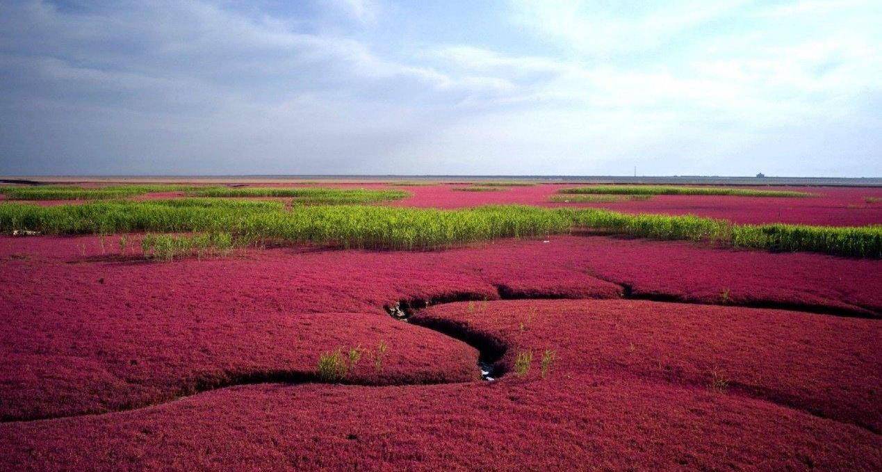 独一无二的世界红色海岸线，一年只红一次，是中国最美的沼泽湿地