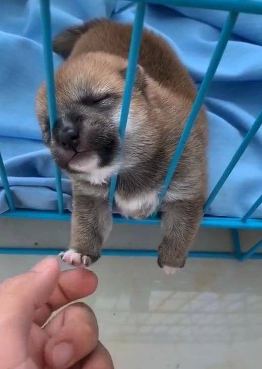 狗狗困到睁不开眼,却还坚持着最后的倔强,网友:摸一下怎么了?