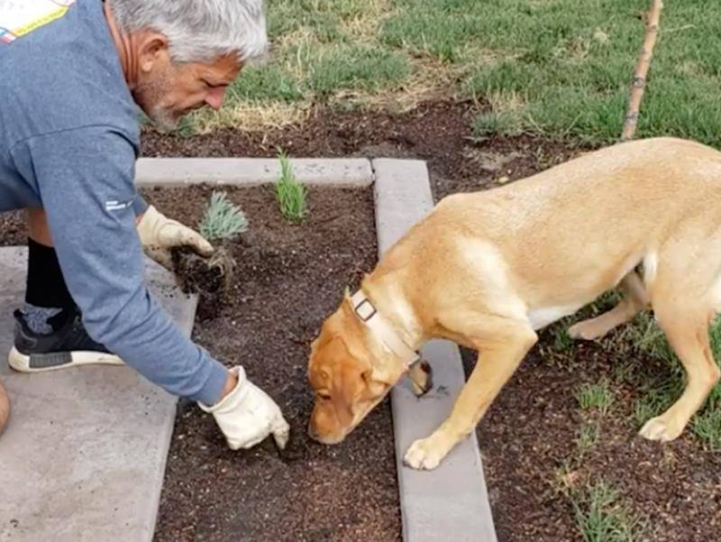 男子去种花却不带任何工具 谁知操作令人服气 养狗千日用狗一时 狗狗 花园里 训练