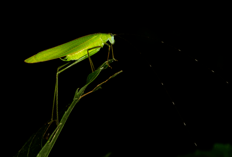 城市中的夜生灵——北京夜间探索之旅(文末福利)_昆虫_科普_动植物
