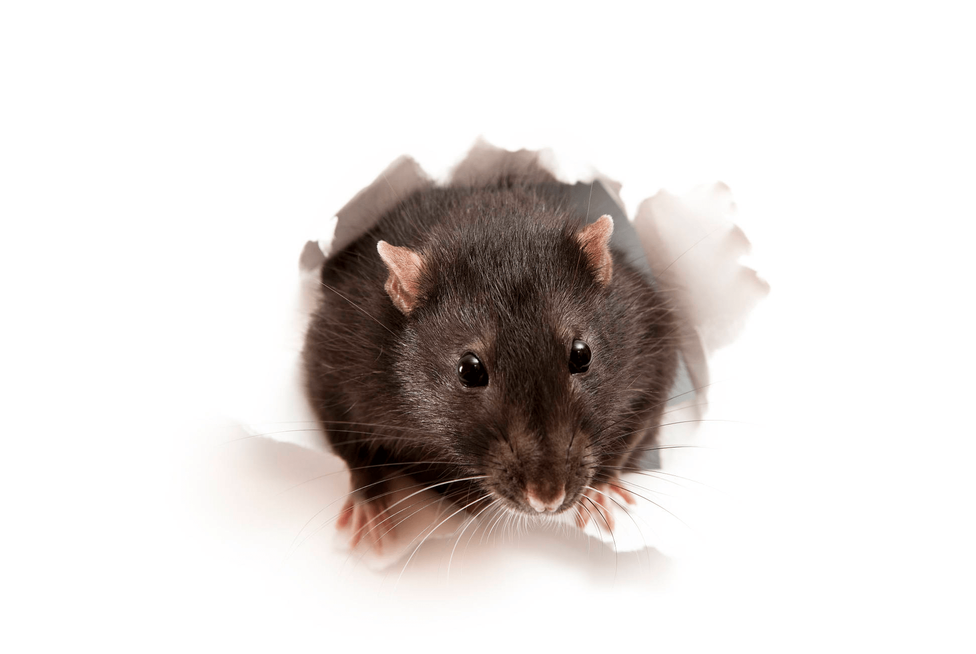 我的真实故事:我遇到的大都是知恩报恩的老鼠_母亲_众生_老娘