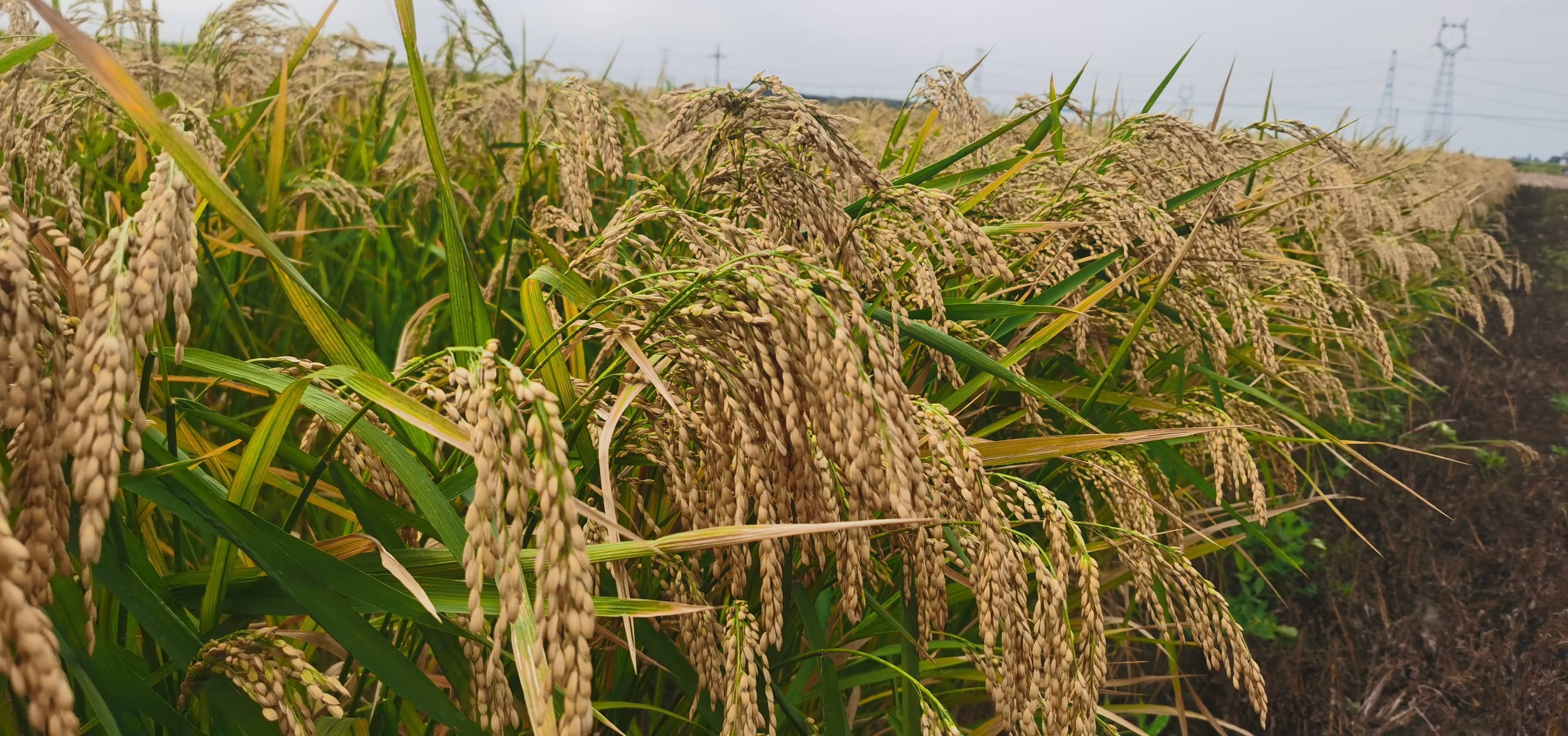 破坏者阻止不了爱德帮高山旱稻推广与种植的初心_加工_全国_别墅
