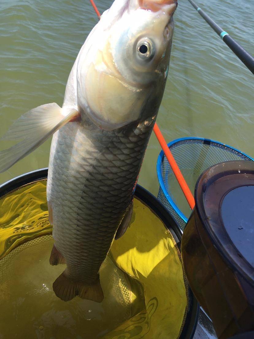 「8月鱼获」抓住钓鱼的黄金季节,体验首尾大草鱼来袭_汪总_钓友_效果