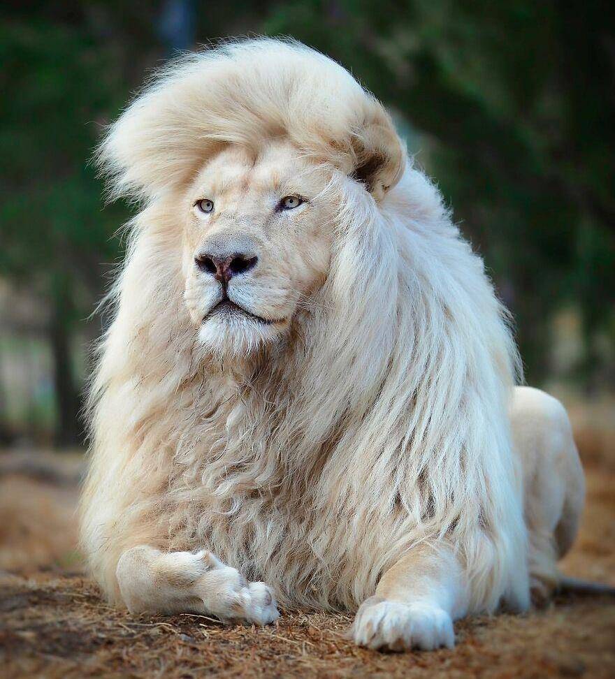 近距离野生动物肖像,摄影师拍出狮子的美丽和雄姿_李约瑟_莫亚_照片