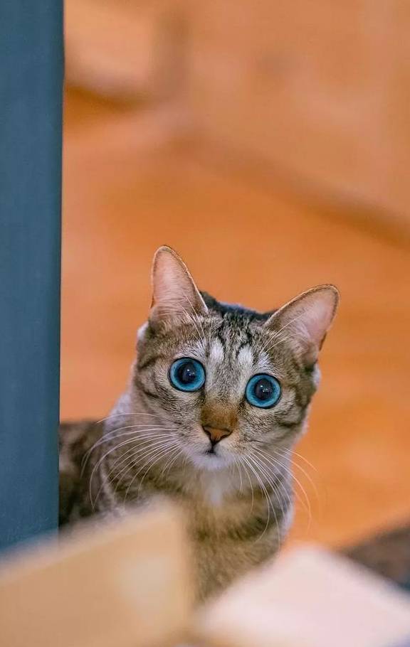 捡了一只小狸花猫,养大发现眼睛是蓝色的,像蓝宝石一样漂亮
