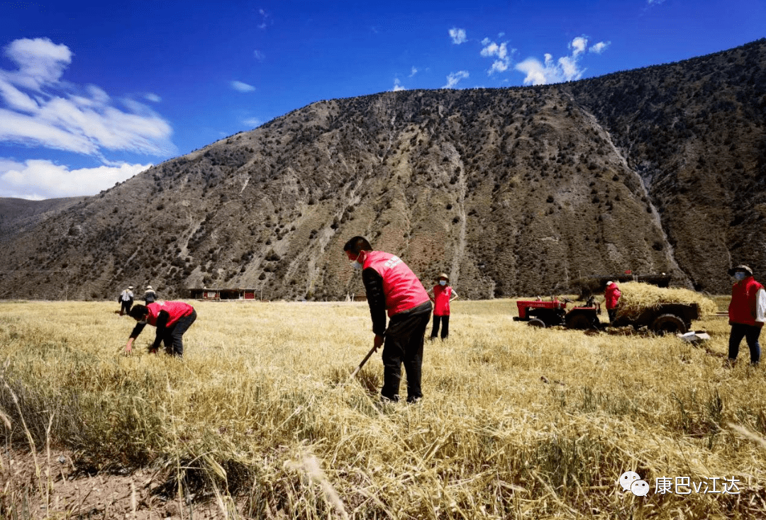 战疫】邓柯乡对疫情防控与秋收生产两手抓,两不误_工作_乡党委_江达县