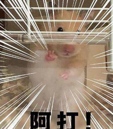 宠主给仓鼠拍照,看到仓鼠的特殊"手势"后,网友:成精了……_时候_主人