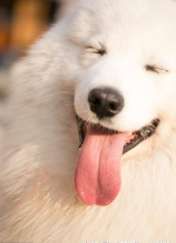 微笑天使萨摩耶背后的秘密,人家爱笑可不只是为了卖萌_笑容_生活_治愈