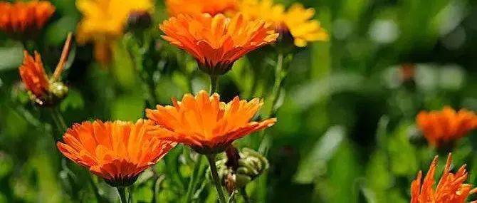 【本月花讯】八月花讯_Part_草本植物_倒卵形