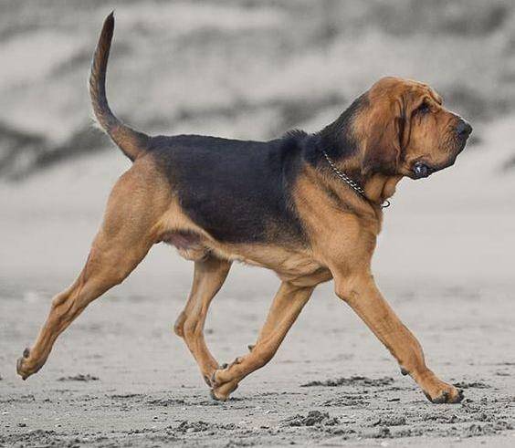 圣休伯特猎犬原产于比利时的生休伯特猎犬,又称寻血猎犬,是起源于八