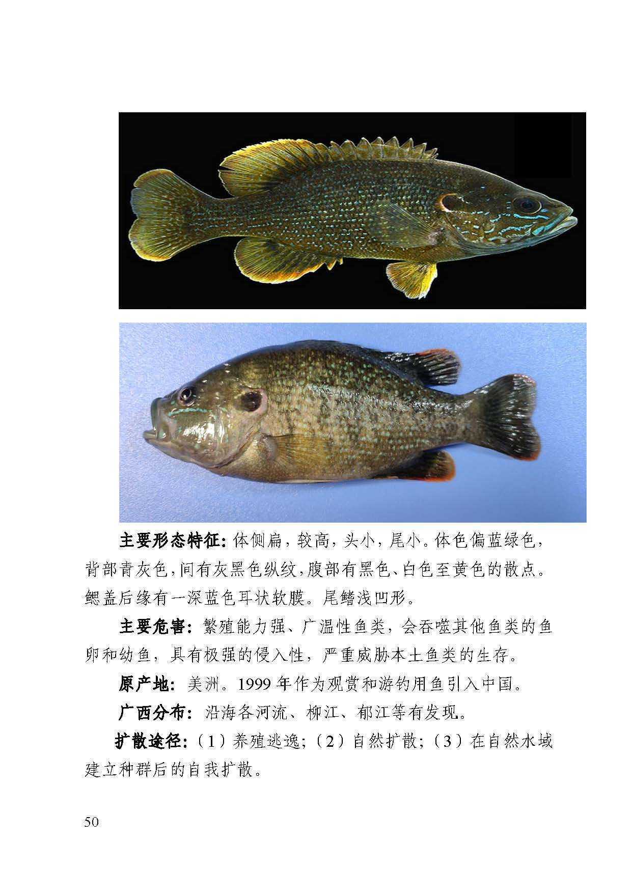 广西列出18种外来入侵水生动物清单多条江河曾发现鳄雀鳝