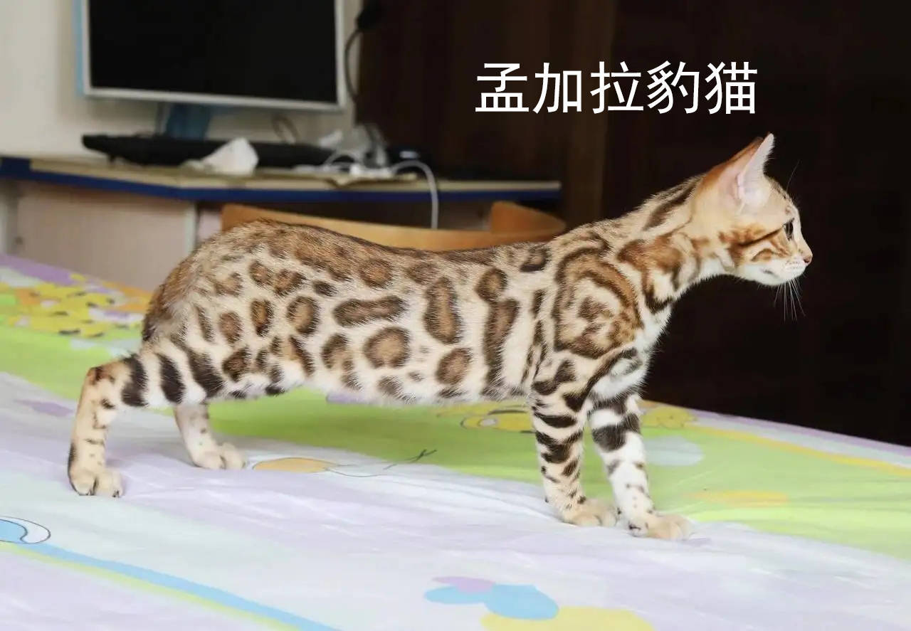 石虎猫简介图片