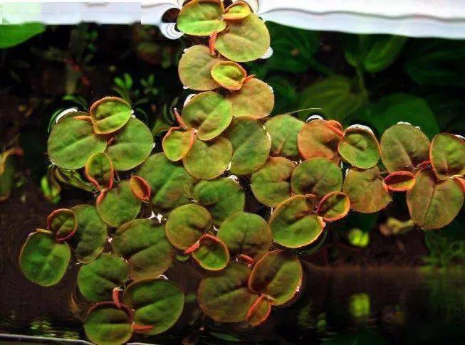 十几种浮萍种类大全 吸氮 吸氮 吸氮 水族 叶片 大小