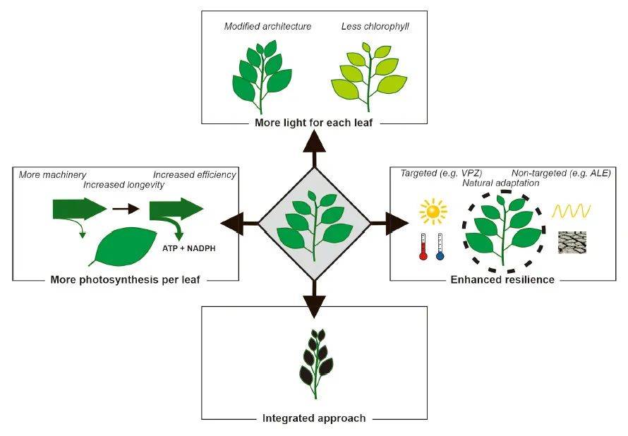 Mol Plant | 增强光合作用的光反应：策略、争议及观点_植物_Chl_蛋白