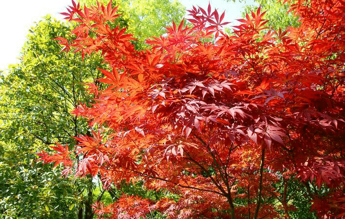 100种常见又叫不出名的植物,终于知道叫啥了!太全了!_树种_红色_秋叶