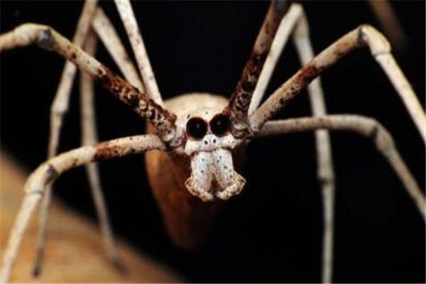 10,鬼面蜘蛛:鬼面蜘蛛只有两只眼睛,可别小看这两只眼睛,它们好像是
