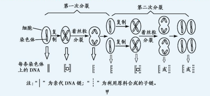 性染色体复制图解图片