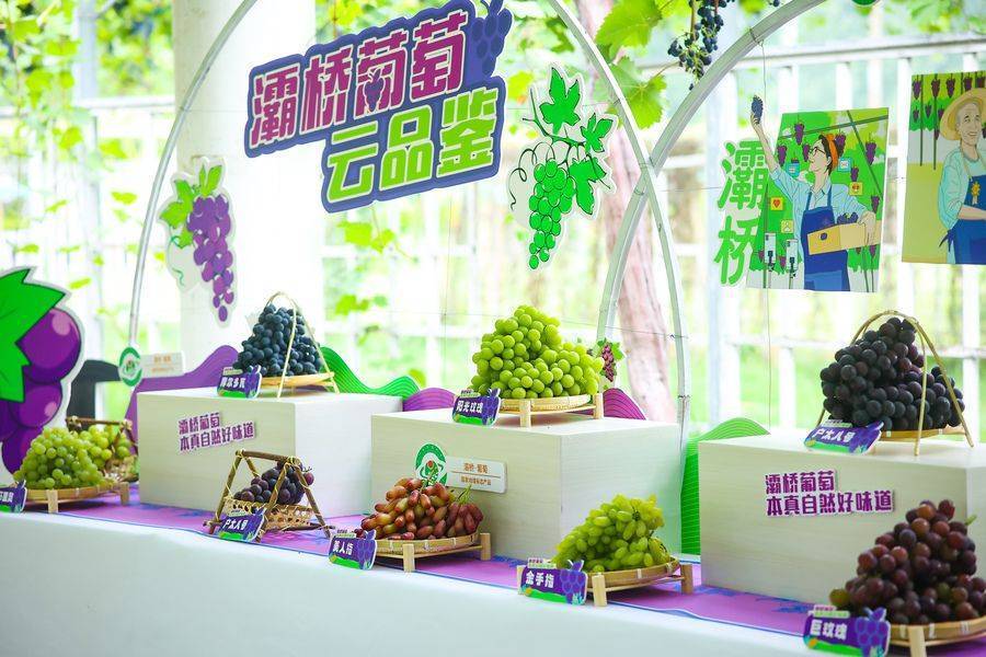 2022陕西西安灞桥葡萄云品鉴推广"葡萄文化"