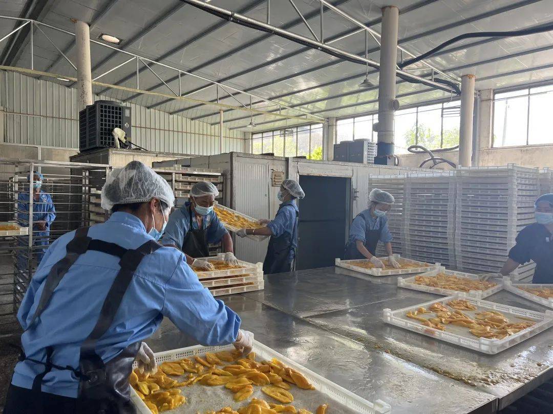 乡村振兴看仁和丨鲜芒果变身芒果干 布德这家果品深加工企业助农增收