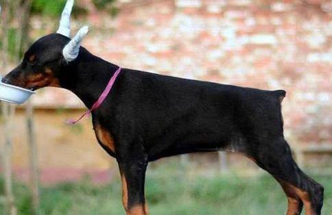 杜宾犬养到一定的时间,就会被剪去耳朵和尾巴,原因却令人心疼_时候