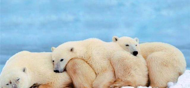 恶名远扬的北极熊,竟然也有这么温顺的一面,令人诧异_速度_世界_km