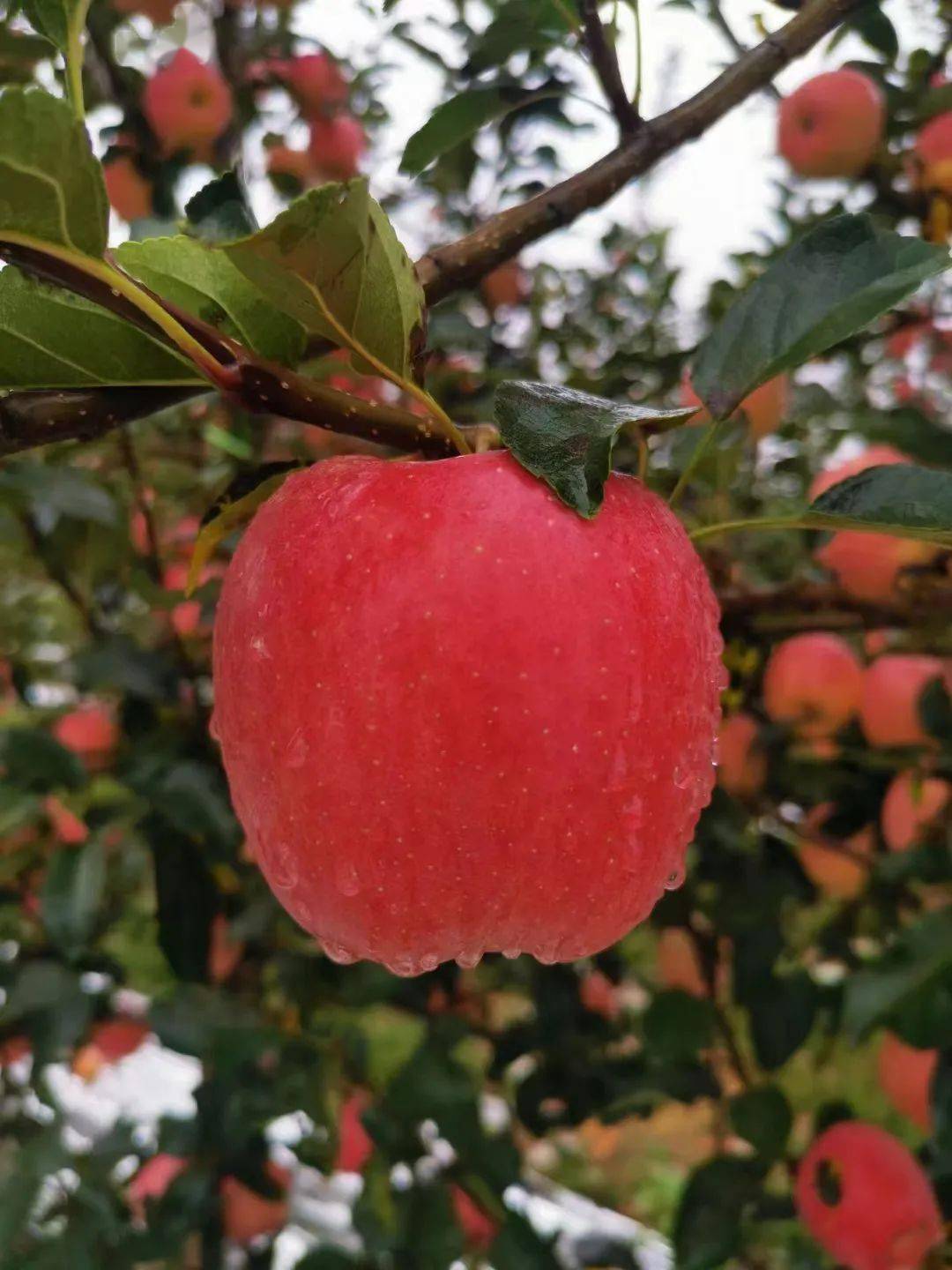 【农业】乾县秦脆苹果走出提质增效助推绿色发展乡村振兴之路_阳峪镇