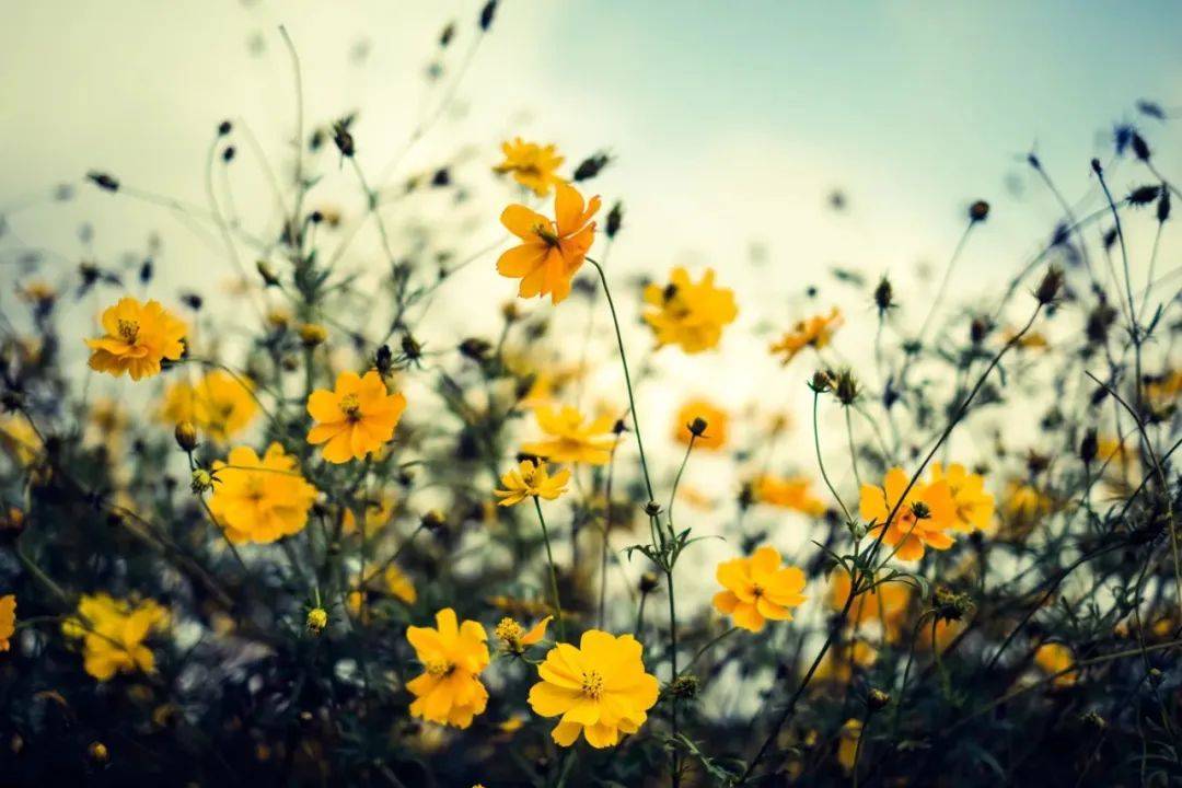 乐视电视的软肋与无奈:中电熊猫代工问题只能求助舆论-家电圈官网