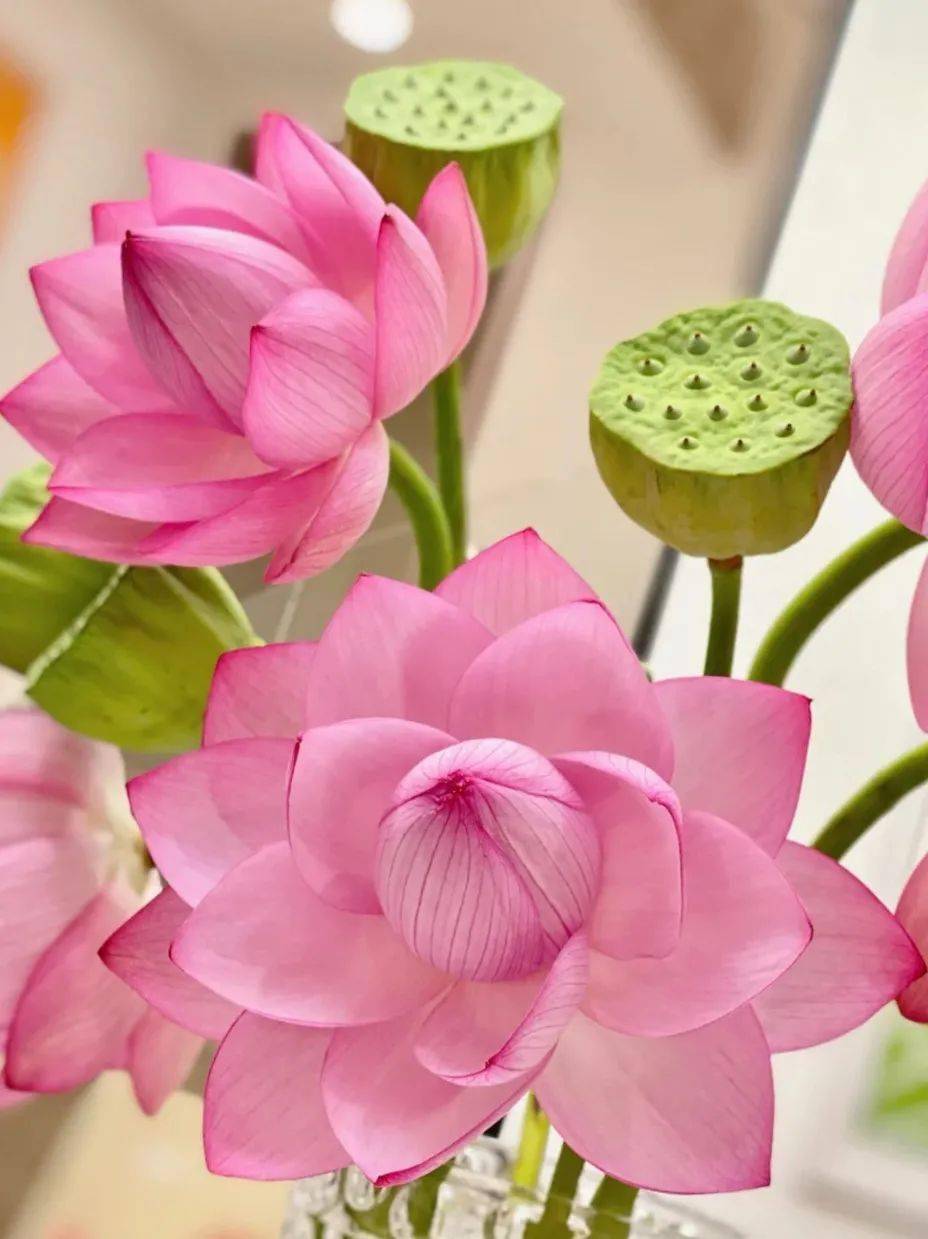 花瓣_莲蓬_时候