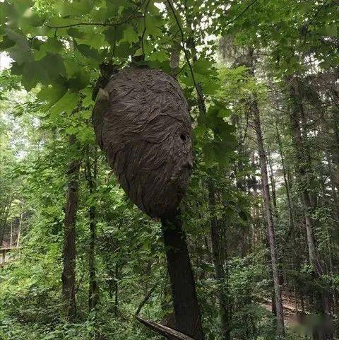 蜜蜂蜇人后会死,马蜂呢?可以再蛰100次!_胡蜂_蜂巢_来源