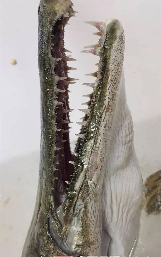 石家庄一小区人工湖惊现鳄雀鳝,一米多长,系外来物种,凶猛有毒!