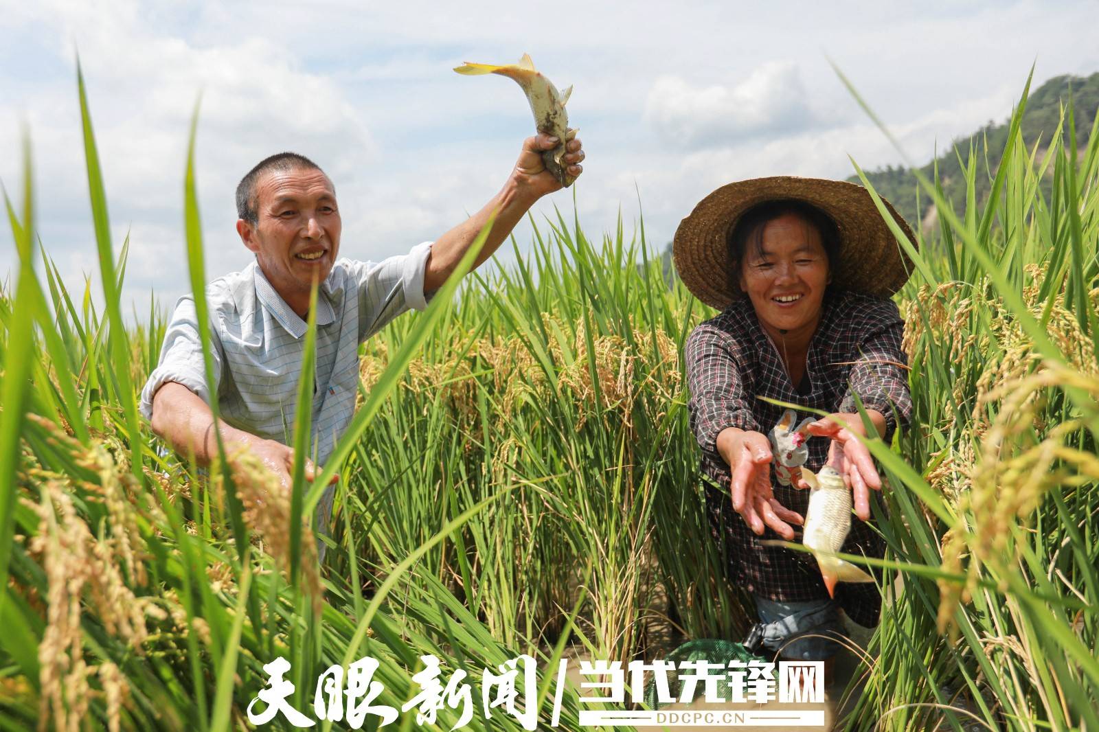 剑河：稻鱼迎丰收_水稻_柳堡村_柳川镇