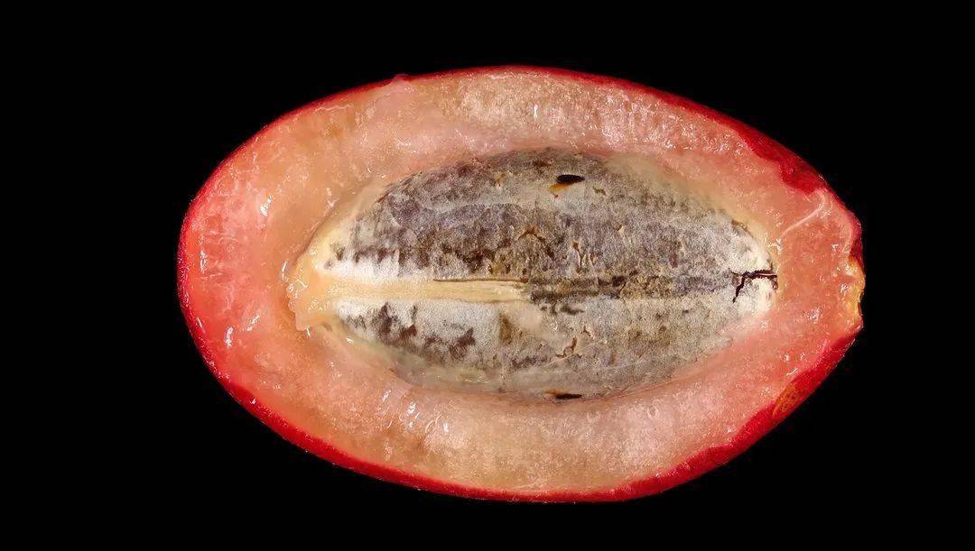 我们爱科学_酸味_魔法_果实