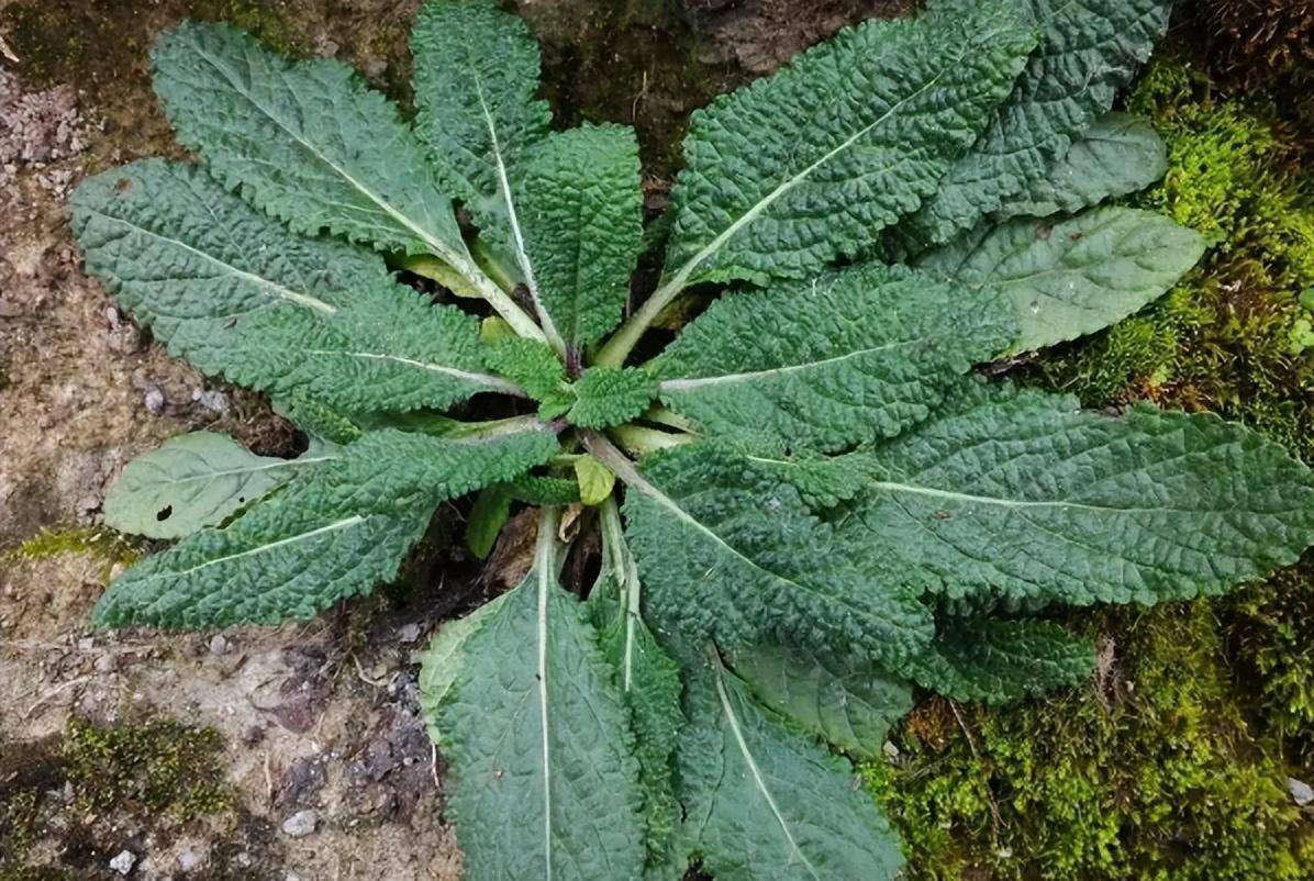 长得丑陋的"癞蛤蟆草,遇到不妨摘点回去,煎鸡蛋吃好处不小_植物_农村